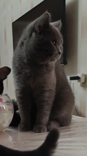 Другие животные: Британская — 5