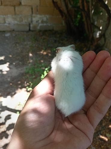 Düm ağ dişi mini cunqarik xamyak, əldə rahat oynatmaq olur qəti — 3