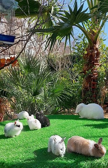 Птицы: Wekilde gorduyunuz mini Xolandski loplar satilir muxtelif renglerdedi — 2