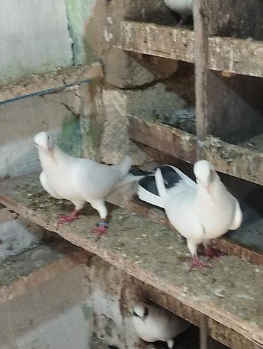 dorper qoyunu satilir: 4ed orta goy qurquq 1ed goy boyun. Goy quyruqlarin icinde cut olani — 2