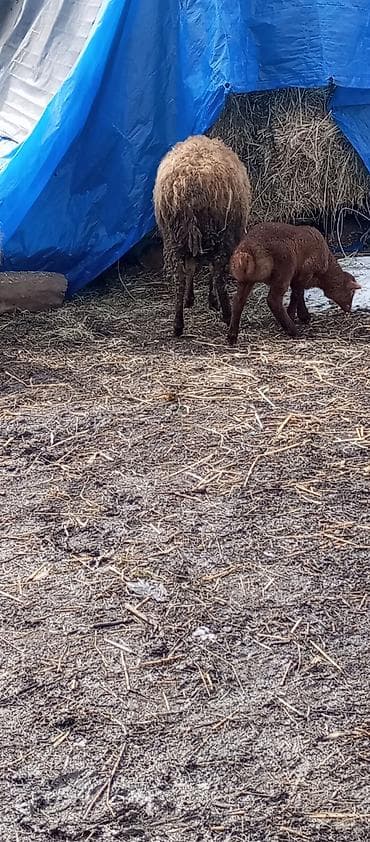 Dişi, il: 1, 1 kq, Damazlıq, Ünvandan götürmə