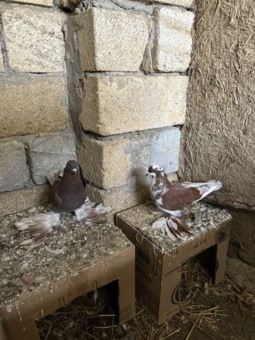 Cüt bəzəkli göyərçinlər – fırfırlı (saçsaqqallı) ayaqlı, rəngarəng — 2