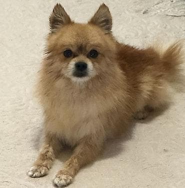 Şpitz, 2 il, Erkek, Peyvəndli, Pulsuz çatdırılma