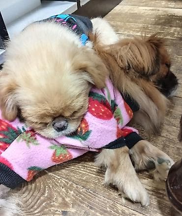 ev iti cinsleri: Pekines, 7 ay, Dişi, Ödənişli çatdırılma — 4