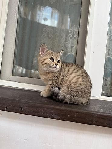 heyvan: Tabbi, Dişi, Yaxşı əllərə, Pulsuz çatdırılma — 1