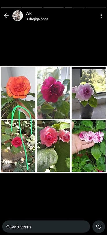 semeni sekli: Otaq gülləri – kolleksiya sortları - Impatiens (balsamin) – — 1