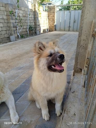 İtlər: Akita-inu, 6 ay, Dişi, Peyvəndli — 3