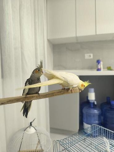 qizil qus: - Ev şəraitinə uyğun, sakit xasiyyətli və ünsiyyətcil növdür; fit və — 5