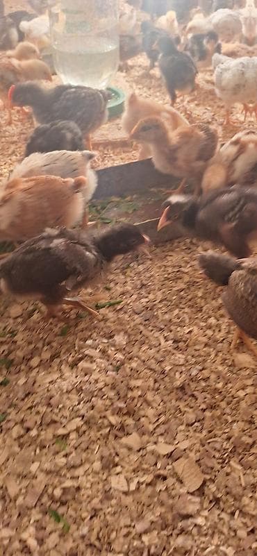 fizan toyuqlari: Toyuq cücələri, Damazlıq, Ödənişli çatdırılma — 3