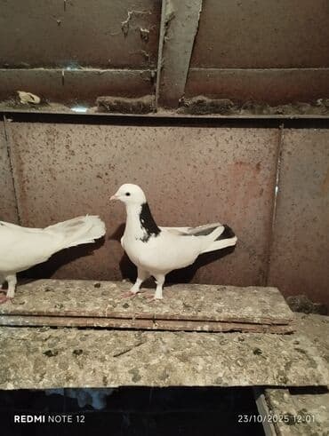 доска объявлений птицы: Tam sağlam 10 quş,tək tək ayrı qiymət real alıcıya endirimdə olacaq — 4