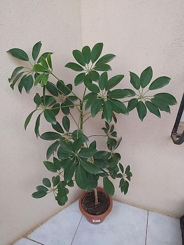 budda: Məhsul: Daxili dekorativ bitkilər (bir neçə növ saksı bitkisi) — 7