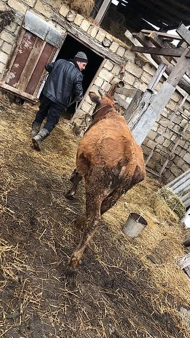 inək sağan: Dişi, il: 5, 3000 kq, Südlük, Ünvandan götürmə — 7