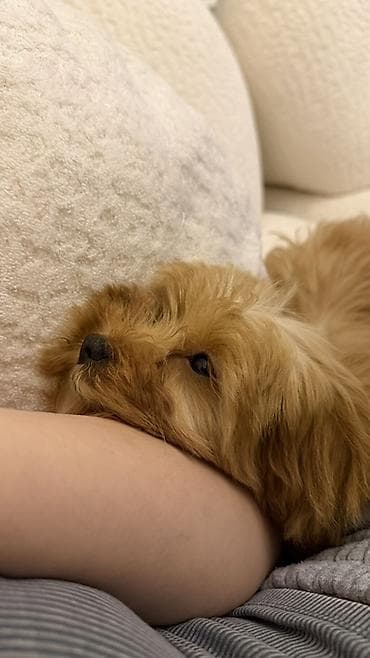 3 ay, Dişi, Ünvandan götürmə