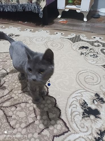 pişik satisi 2019: Rus mavi — 2