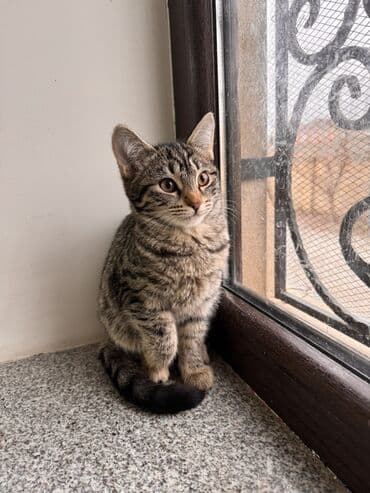 heyvanlara verilen adlar: Tabbi, Dişi, Yaxşı əllərə — 3