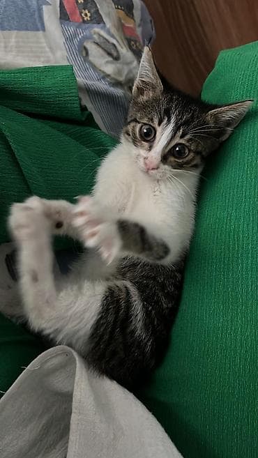 bala pişik: Котёнок ищет дом! 🏡 Ласковый и игривый малыш отдается в добрые и — 1