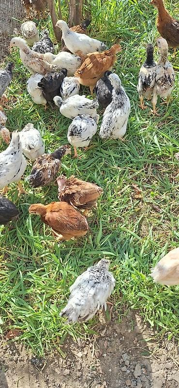 kent cuceleri: Toyuq cücələri, Damazlıq, Ödənişli çatdırılma — 4