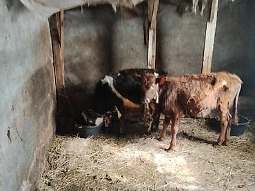 dosan sekili: Satış: 2 baş cavan buzaq - Növ: yerli cins qarışığı (biri qara-ağ — 1