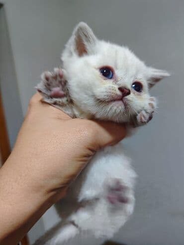 Аквариумы: Шотландская, Самка, В добрые руки, Самовывоз, Бесплатная доставка, Платная доставка — 6