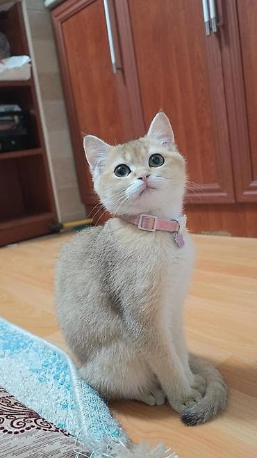 keci seki: Britan — 1