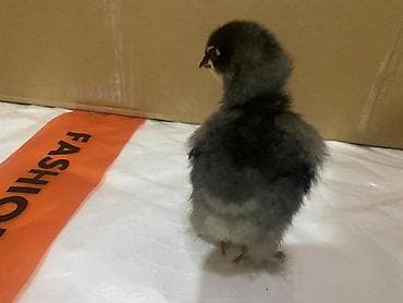 hamster satis: Toyuq cücələri, Ətlik — 3