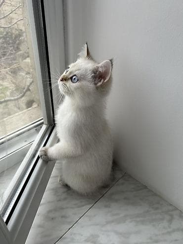 heyvan bazari: Britan — 4