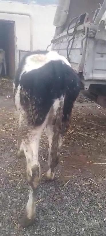 dana 2024: Dana, buzov, Dişi, Holsteyn, Simental, ay: 1, 170 kq, Damazlıq, Südlük, Ətlik — 5