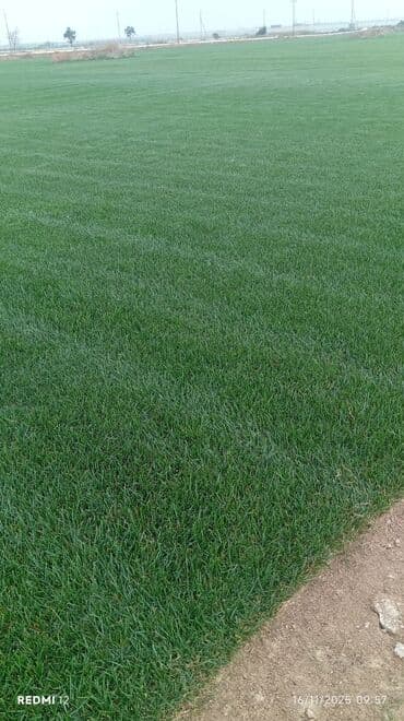 qazon suni: Rulon qazon – peşəkar şəkildə yetişdirilmiş, sıx və bərabər örtüklü — 8