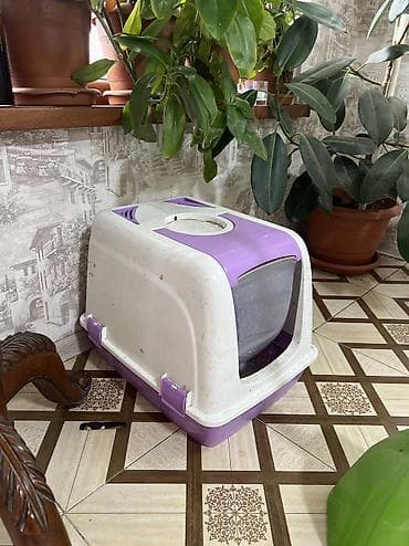 pişik üçün daraq: Britan, Yaxşı əllərə — 4