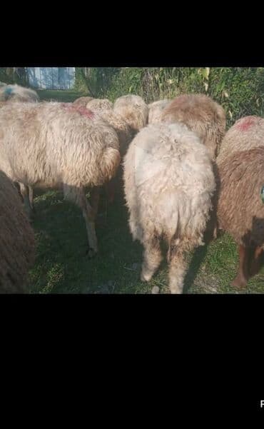 cins inekler azerbaycanda: Qoyun sürüsü – ət və yun istiqamətli yerli cinslər - Şəkillərdə — 2