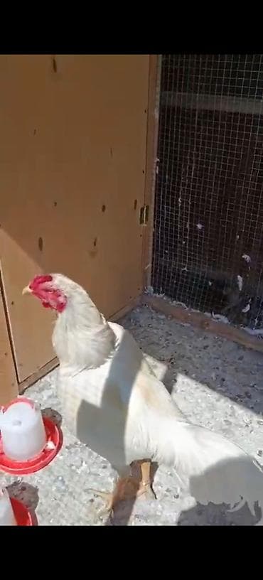 qus satisi: Heyrati xoruzu satılır vəya damazlıq kənd xoruzu ilə barter olunur — 2
