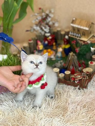 pisik sahiplendirme: Britan, Dişi, Yaxşı əllərə, Ödənişli çatdırılma — 6