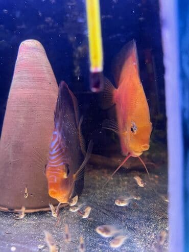 Quşlar: Diskus — 3