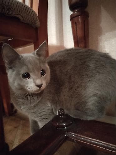 sfinks pişik: Rus mavi, Erkək — 3