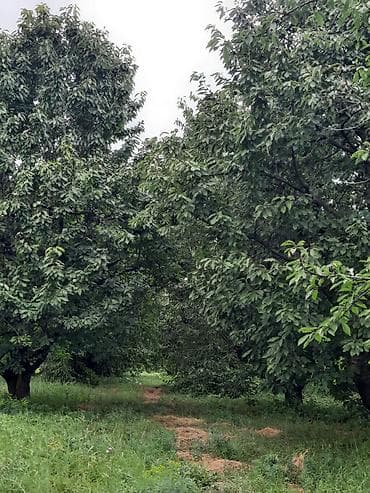 Quba rayonu İqriq kəndində 36 sot, baxımlı və məhsuldar gilas bağı