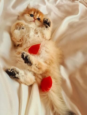 sfinks pişik: Britan — 2