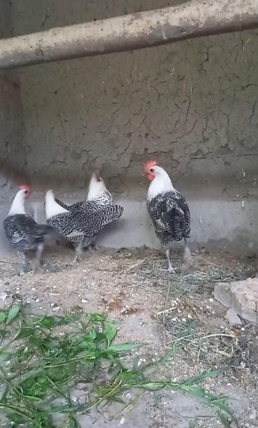 ətlik inək cinsləri: Brekel 2 beçə 2 Yumurtayan Fərə. Cəm 4 ədəd. Qiymət 4 ədədi — 3