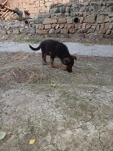 alman kurdu iti: Alman çoban iti — 2