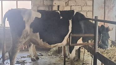 südlük inək: Birinci qarına doğub balasız satılır Sağım aparatla satılır — 5