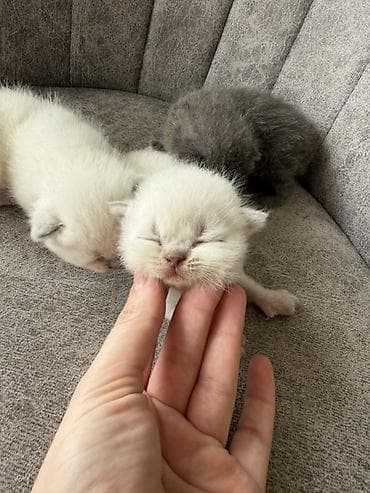 pisik cutlesme: Britan — 9