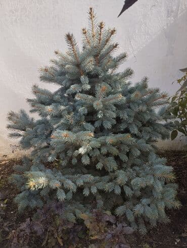 suyun qiymeti: Satışda hər ölçüdə kremlyovski yolka ağacları var ölçüsünə görə — 1