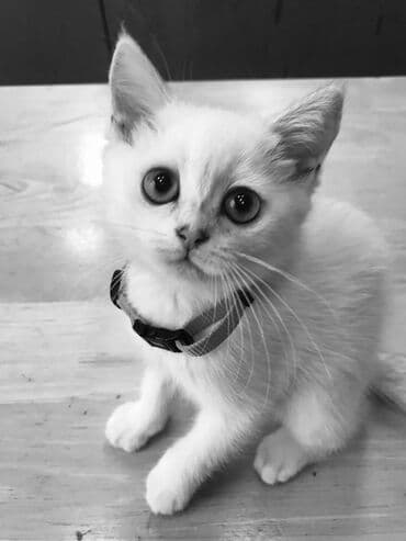 şotlan pişik: Şotland yastı qulaq, Erkək, Dişi, Yaxşı əllərə, Ünvandan götürmə, Pulsuz çatdırılma, Ödənişli çatdırılma — 144