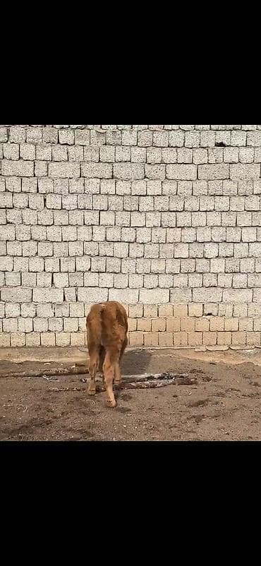 kənd heyvanları: Satlıq heyvan – inək ilə buzov dəsti - Növ: inək və yanında erkək — 7