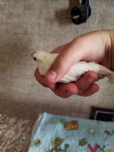 Salam təcili satilir pul lazmid deye cut 1 dəfə yumurtalayiblar alanda — 8