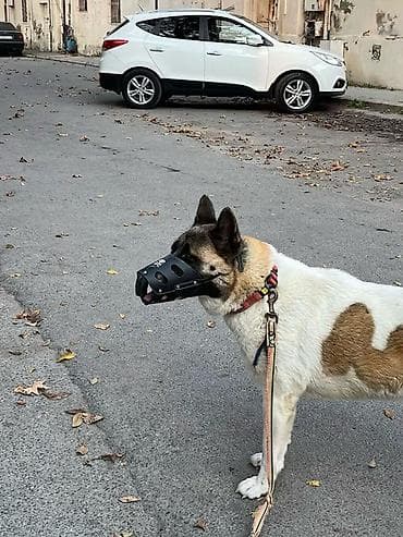 doberman satilik: Akita-inu, 4 il, Sənədli — 2