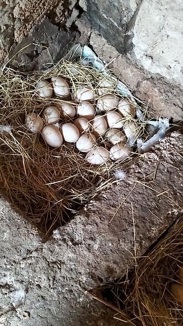 yumurta yagi: Ördək yumurtası - Təsvir: Şəkillərdə təsvir olunan, samanla — 4