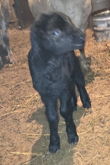 Quzu, Dişi, ay: 1, Damazlıq, Ünvandan götürmə lalafo.az -da Quzu, Dişi, ay: 1, Damazlıq, Ünvandan götürmə