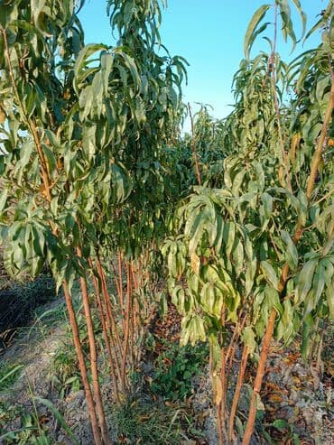 meyvə ağacı: Her sor tinglermiz movcuddur yerli və xarici sortlar var sortlara — 8