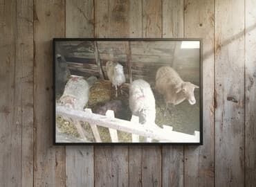 Diqqətlə oxu sonra zəng elə! 4 ədəd qoyun satılır! 3 ədəd qoyun lalafo.az -da Diqqətlə oxu sonra zəng elə! 4 ədəd qoyun satılır! 3 ədəd qoyun