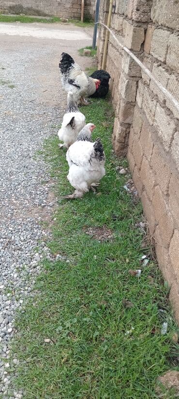 Qazlar: Brahma toyuqları – yumurtacı və ətlik iri cins 3 toyug 1 xoruz 280 m — 6